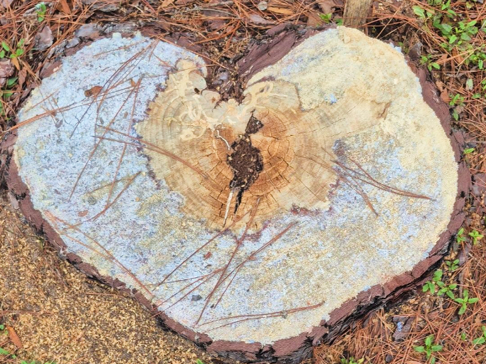 Stump Grinding
